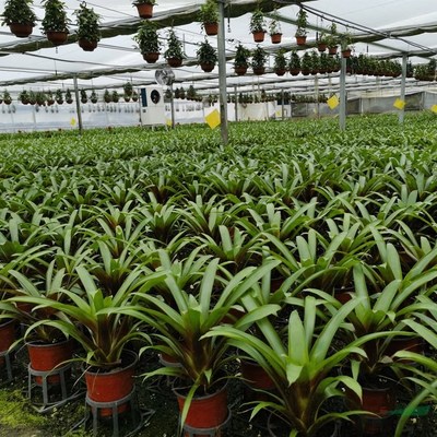 江蘇綠化苗木基地 一站式采購陽臺庭院與園林綠化優質產品