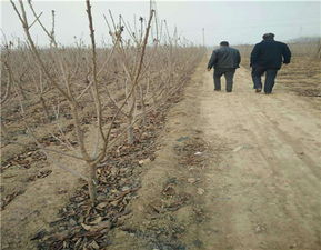 矮化紅燈櫻桃苗種植技術解析 泰安開發區尚德園藝場引領園藝產品種植新風尚